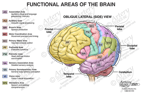 Functional Areas of the Brain – Oblique Lateral View – Artery Studios ...