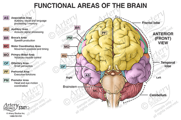 human brain diagram top view