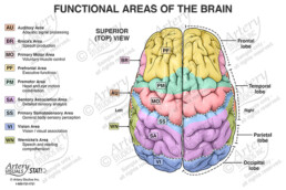 Image 12588_im01: Functional Areas of the Cerebral Cortex Lateral View