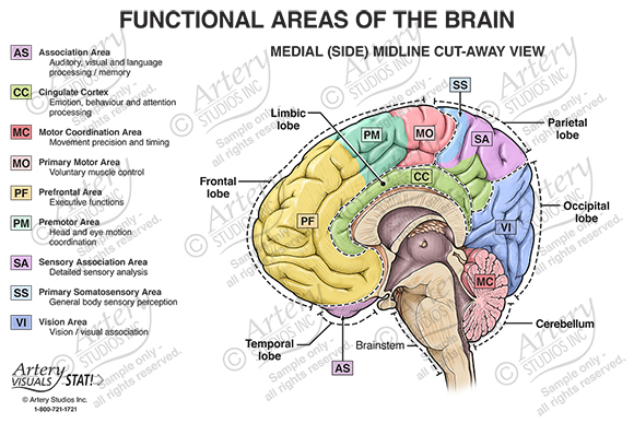 Functional Areas of the Brain – Medial Cut-away View – Artery Studios ...