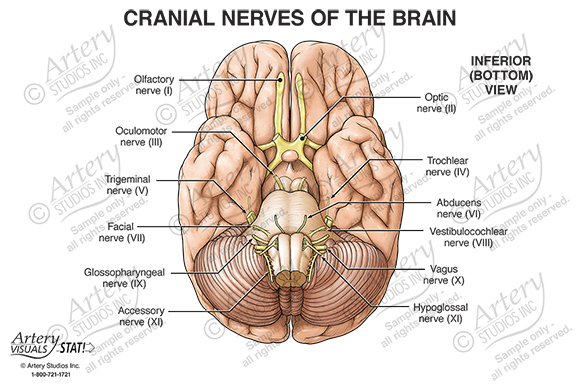 human brain labeled inferior view