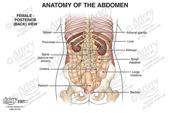 Anatomy of the Lower Abdomen - Female Side view