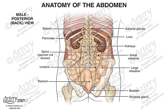 male human anatomy stomach