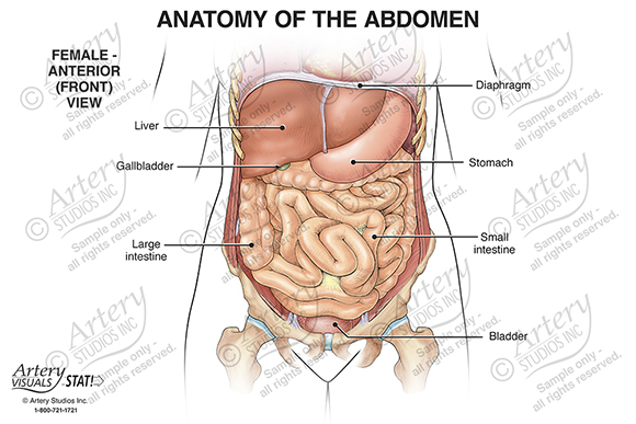 Anatomy Of The Abdomen Female Anterior Artery Studios Medical Legal Visuals