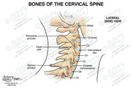 Bones of the Cervical Spine – Lateral – Artery Studios – Medical-Legal ...