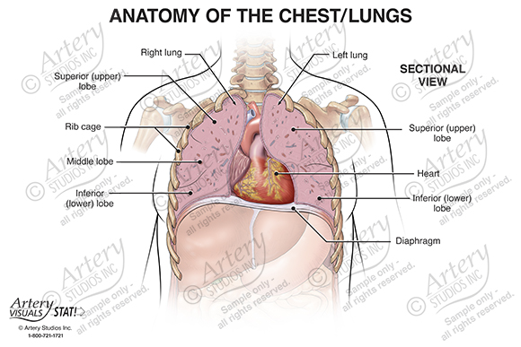 Anatomy of the Chest and Lungs - Anterior Sectional