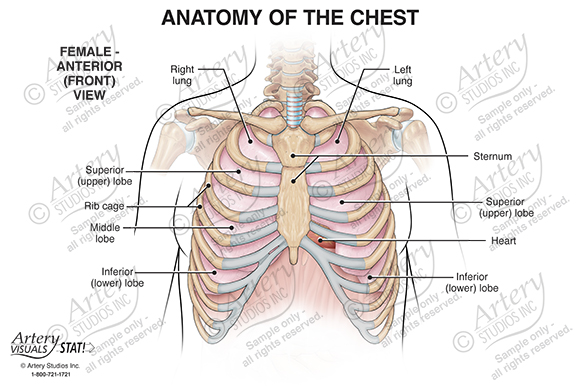 Female Chest Muscles With Labels By Hank Grebe, Chest Part Of Woman