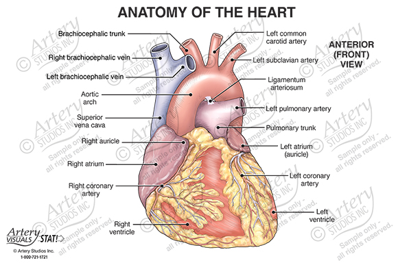 Anatomy of the Chest – Female Anterior – Artery Studios – Medical-Legal  Visuals