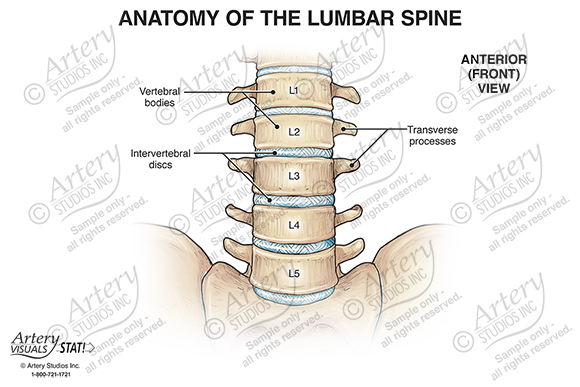 Anatomy of the Lumbar Spine – Anterior – Artery Studios – Medical