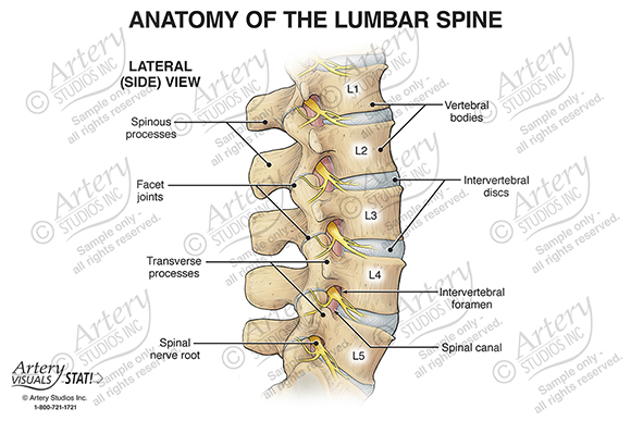 Anatomy of the Lumbar Spine – Anterior – Artery Studios – Medical-Legal  Visuals