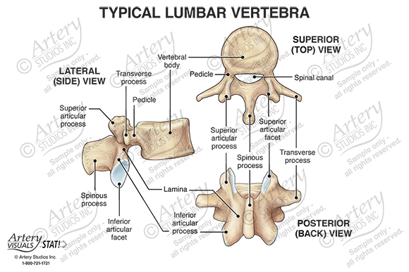 lumbar vertebra lateral view unlabeled