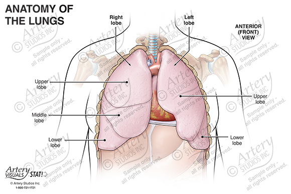 Anatomy of the Lungs – Anterior