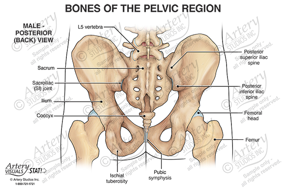 Bony Anatomy of the Pelvis – Male Posterior – Artery Studios