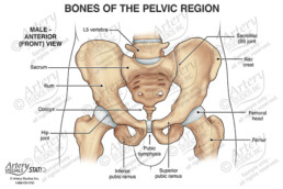Bony Anatomy of the Pelvis – Male Anterior – Artery Studios – Medical