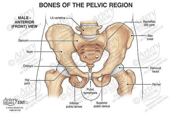 Bony Anatomy of the Pelvis – Male Anterior
