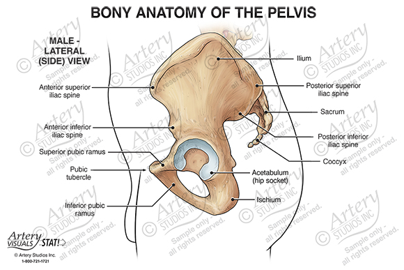 Bony Anatomy of the Pelvis – Male Anterior