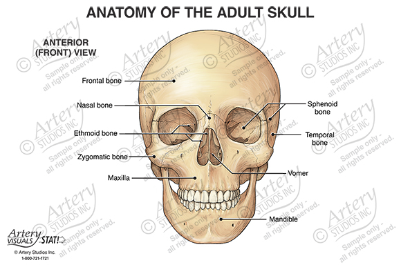sphenoid bone anatomy skull