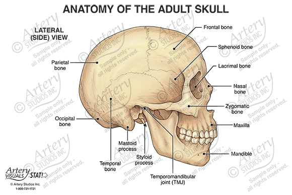 skull anterior view labeled