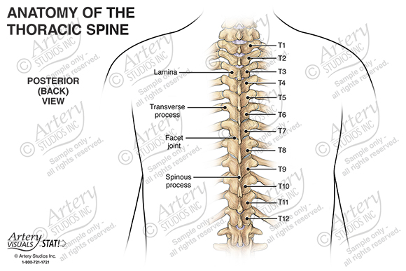 Anatomy of the Thoracic Spine – Anterior – Artery Studios