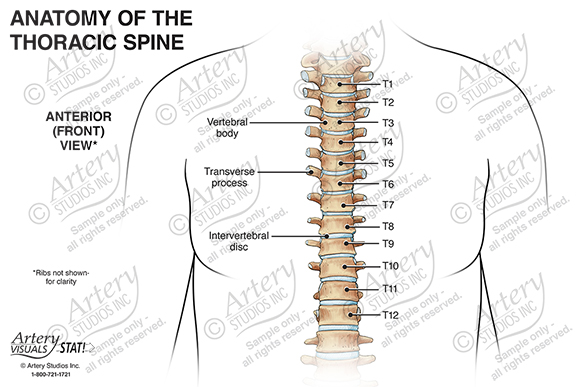 Anatomy of the Thoracic Spine – Anterior – Artery Studios – Medical-Legal  Visuals