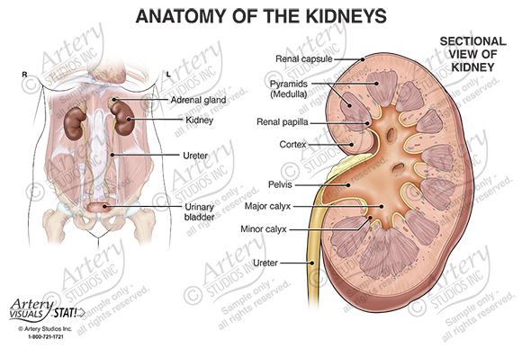 Anatomy of the Kidneys – Front View