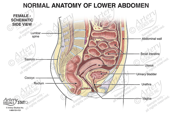 Anatomy of the Lower Abdomen – Female Side view – Artery Studios –  Medical-Legal Visuals