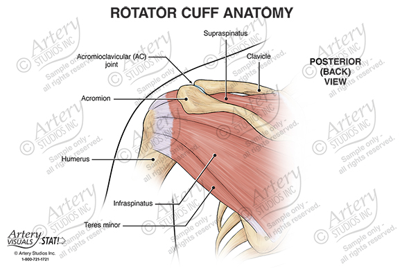 rotator cuff