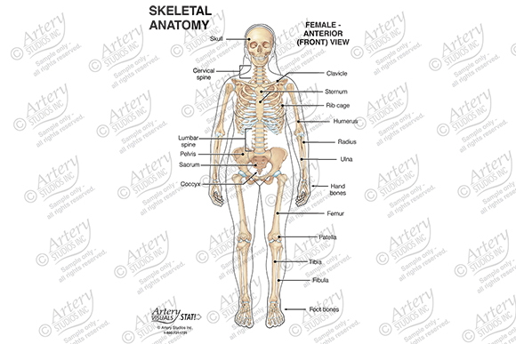 Anatomy of the Thoracic Spine – Anterior – Artery Studios